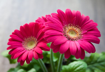 Mitleid, Barmherzigkeit und G�te des Propheten