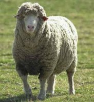Regeln f�r das Schlachten der Opfertiere 